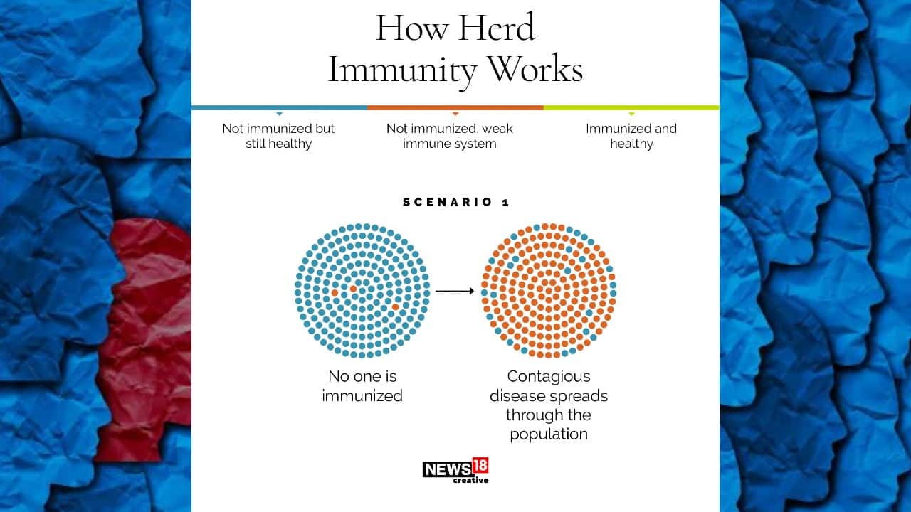 How herd immunity works | Scenario 1: No one is immunized (Image: News18 Creative)