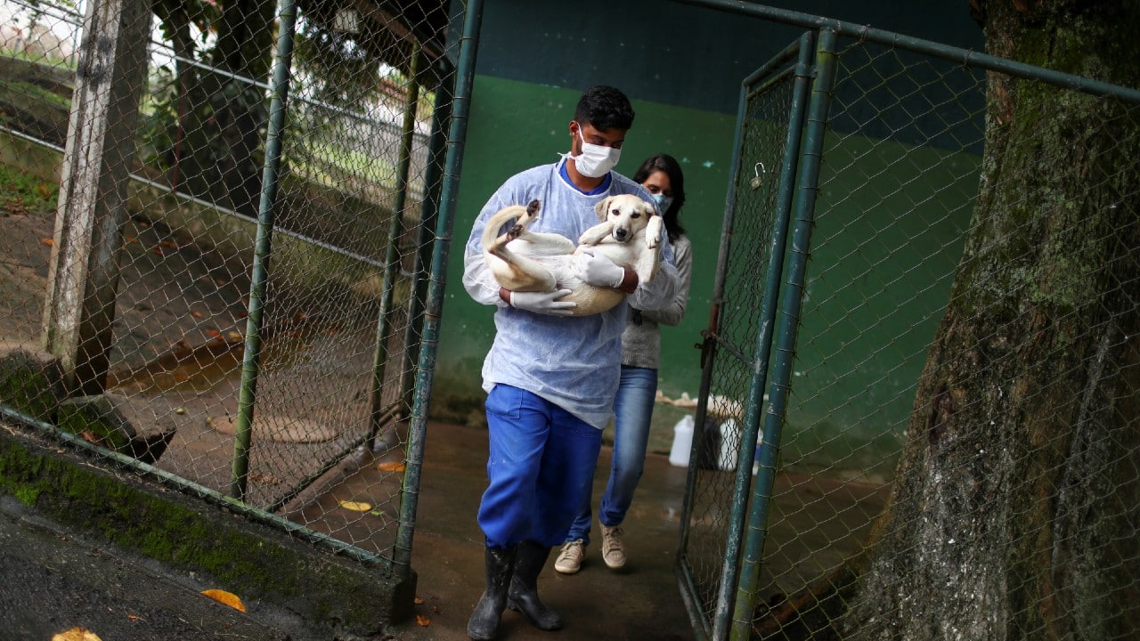 Coronavirus pandemic | Rio animal shelter delivers pets home to help ...