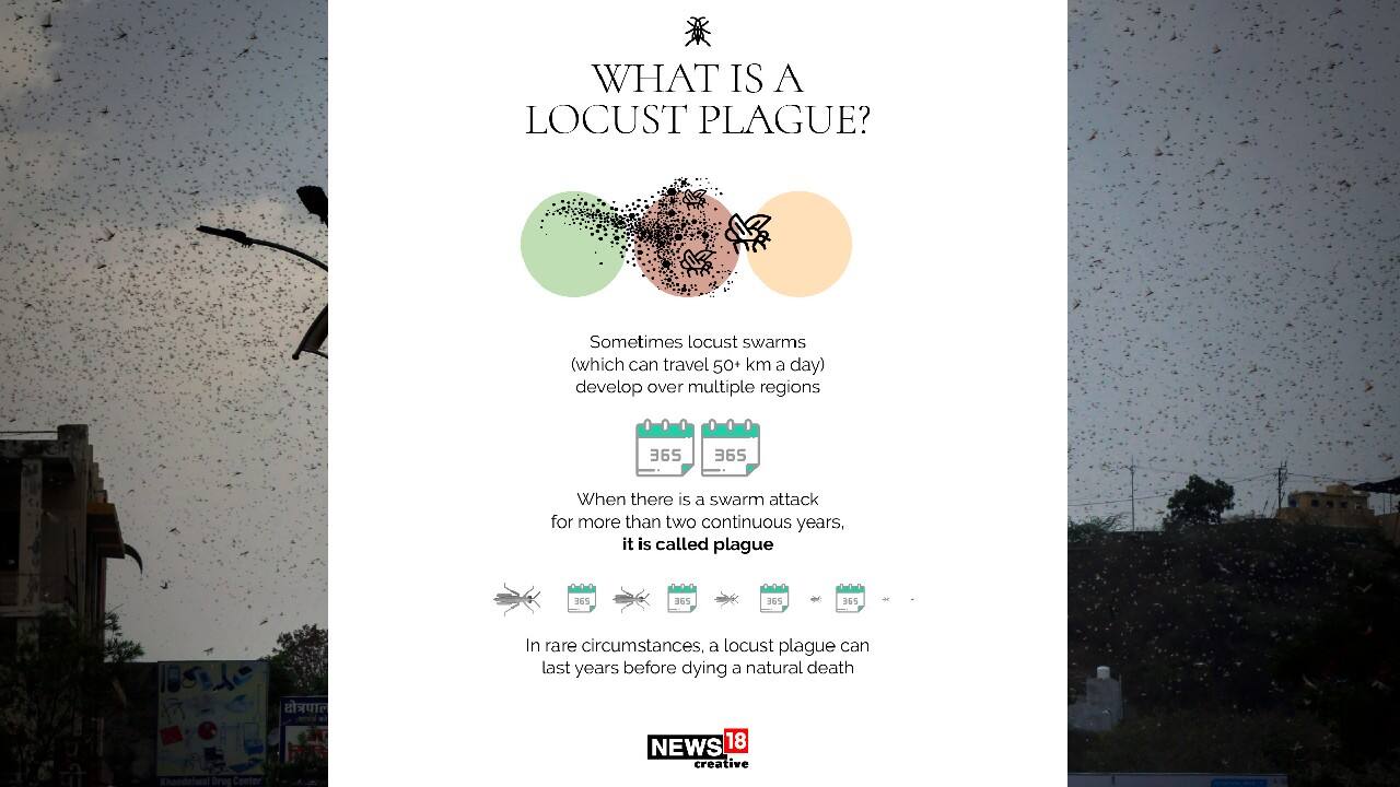 In pics | Explained: What are locusts and why are they bad news ...