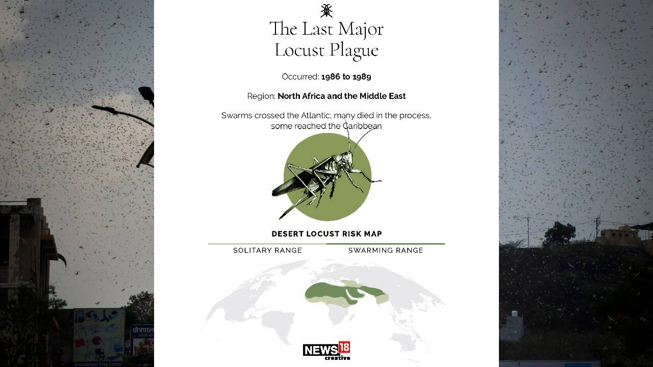 In pics Explained What are locusts and why are they bad news?