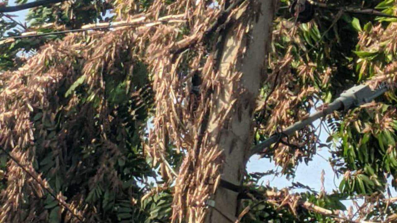 Crisis within a crisis: Amid coronavirus lockdown, parts of India now battle locust attacks Crisis within a crisis: Amid coronavirus lockdown, parts of India now battle locust attacks