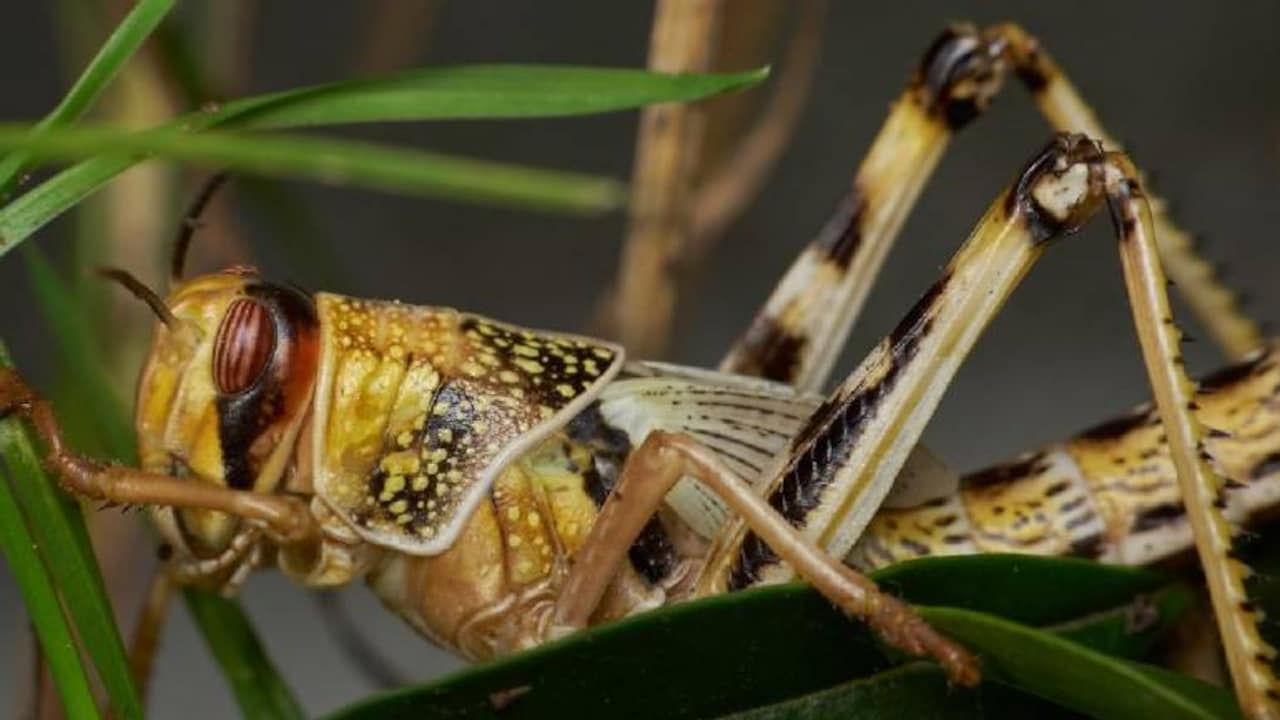 In Pics | As locusts wreak havoc, a look at the creature and its ...