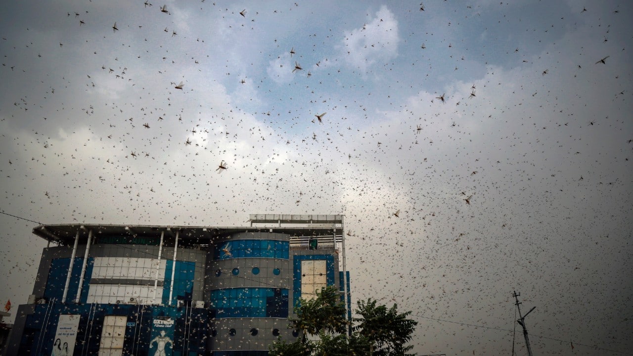 In pics Explained What are locusts and why are they bad news?