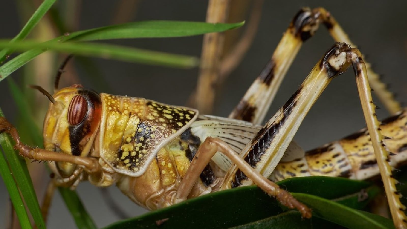 Locusta migratoria manilensis - Wikipedia