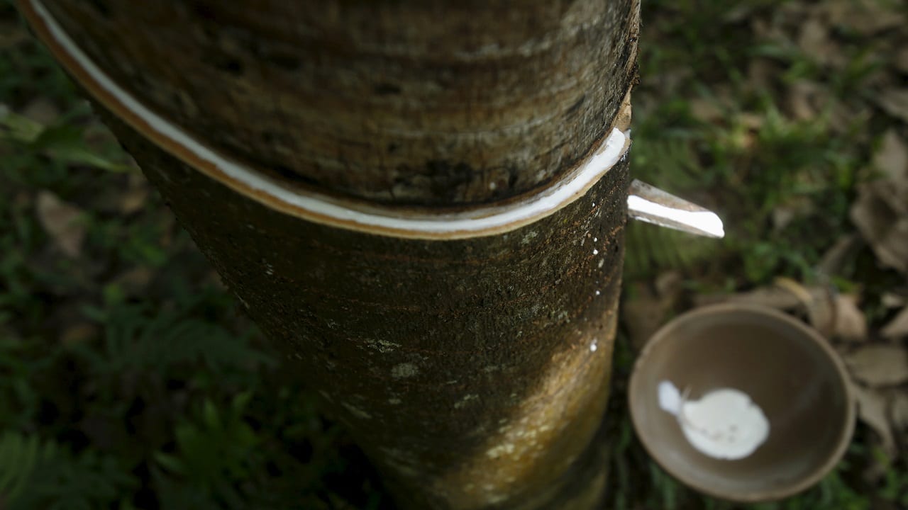 Natural rubber prices stablise after slipping from 6-year high Natural rubber prices stablise after slipping from 6-year high