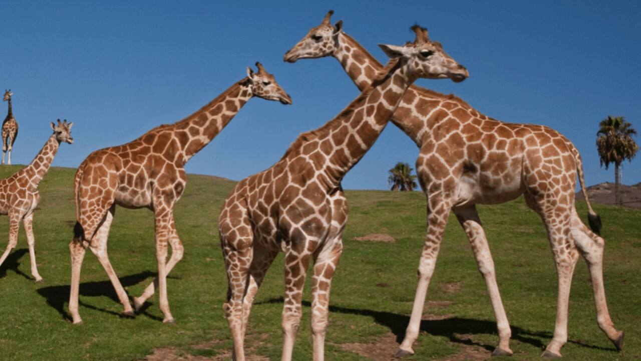 Rank 2 | San Diego Zoo | Location: San Diego, California | The zoo is live streaming the inside tour to virtually visit the animals in the zoo. (Image: zoo.sandiegozoo.org)