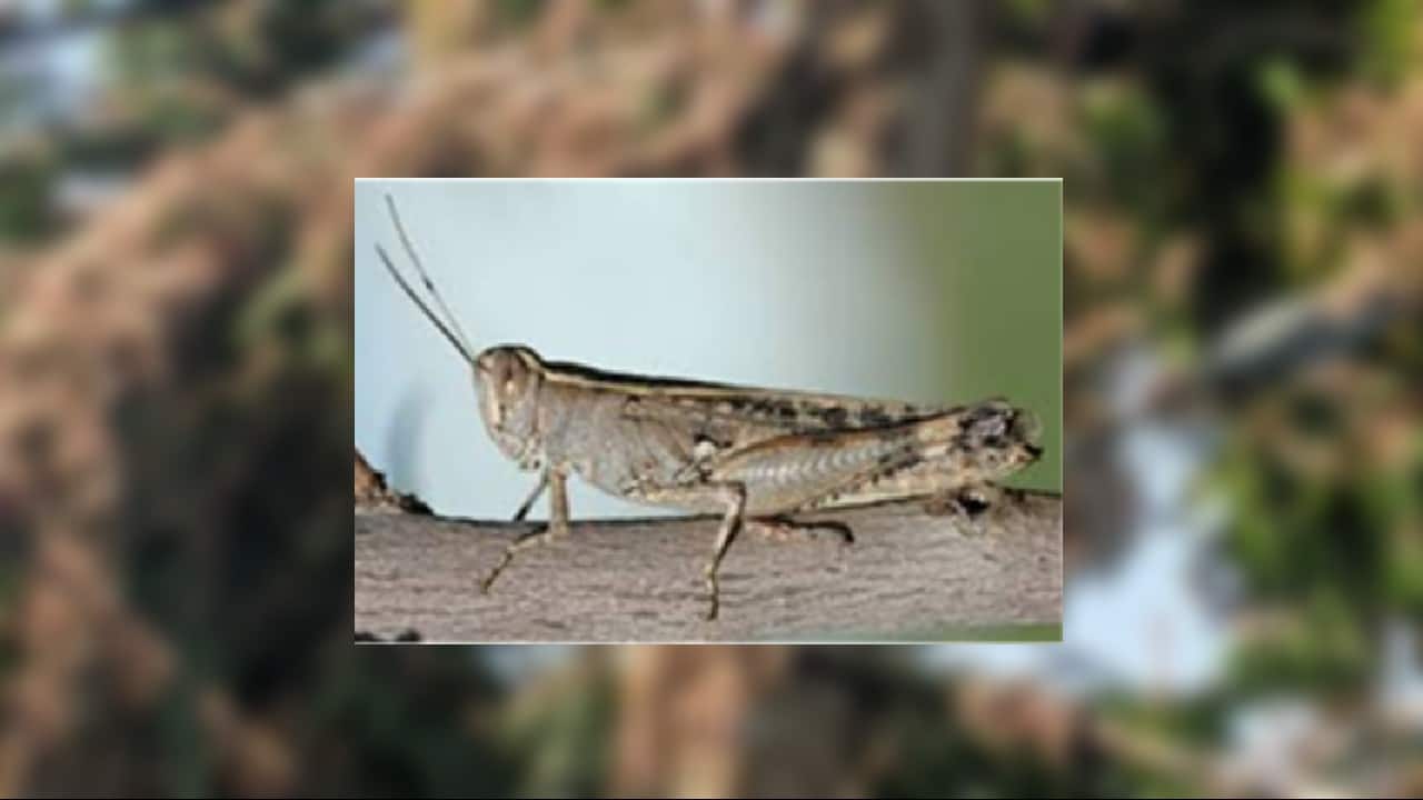 The Desert Locust  Schistocerca gregaria