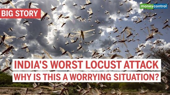 Locust attacks: Why it is a matter of great concern