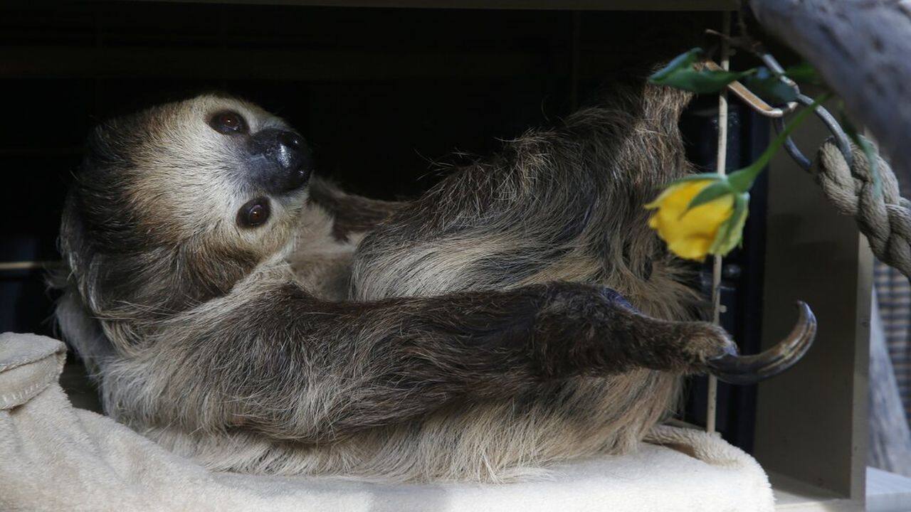 Zoos turn to social media to delight, raise money amid coronavirus