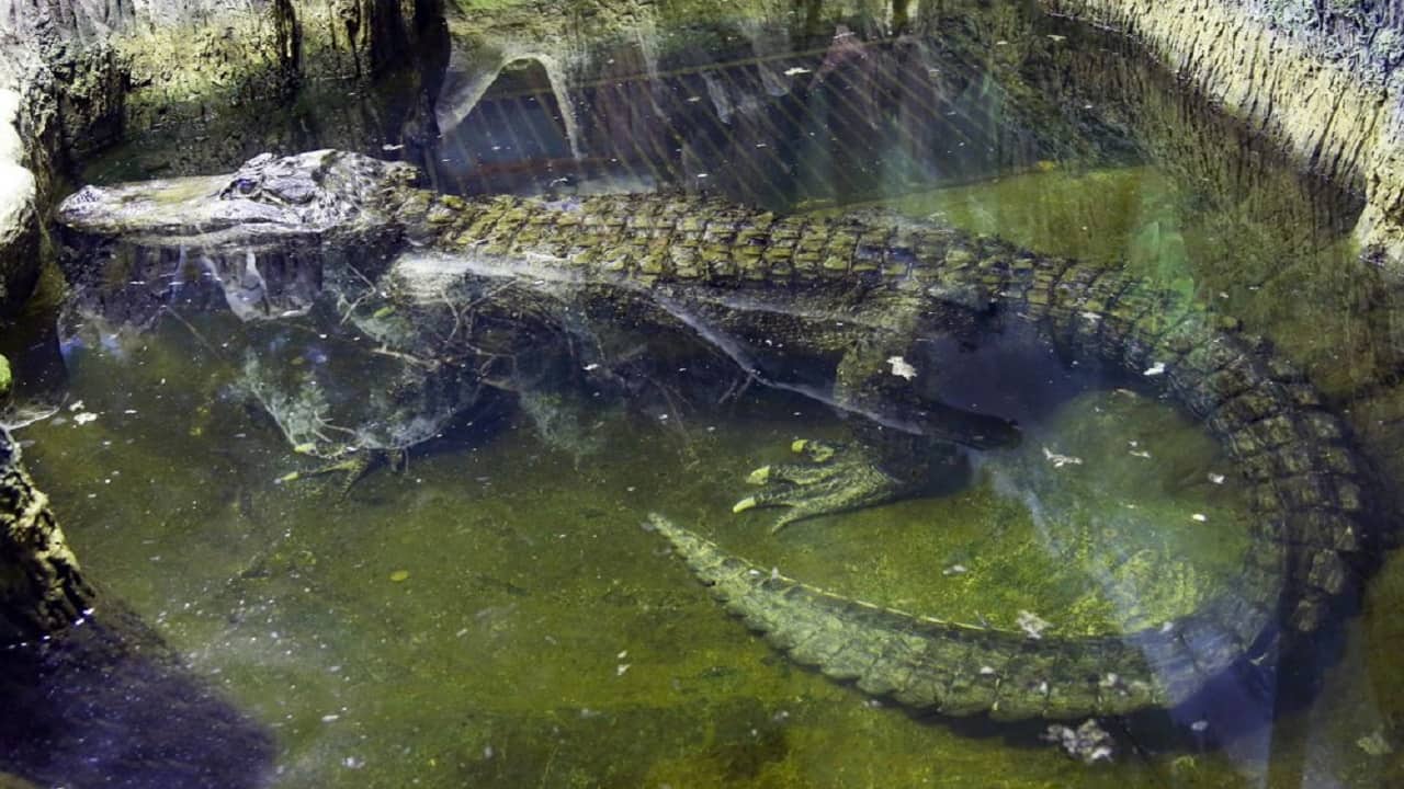 Alligator rumored to have been Hitler’s dies in Moscow