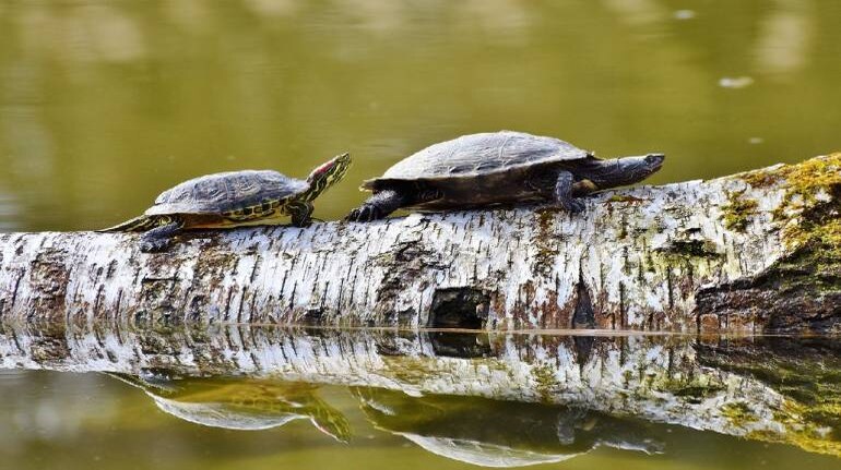 What’s dangerous about these cute turtles which are popular pets in India?