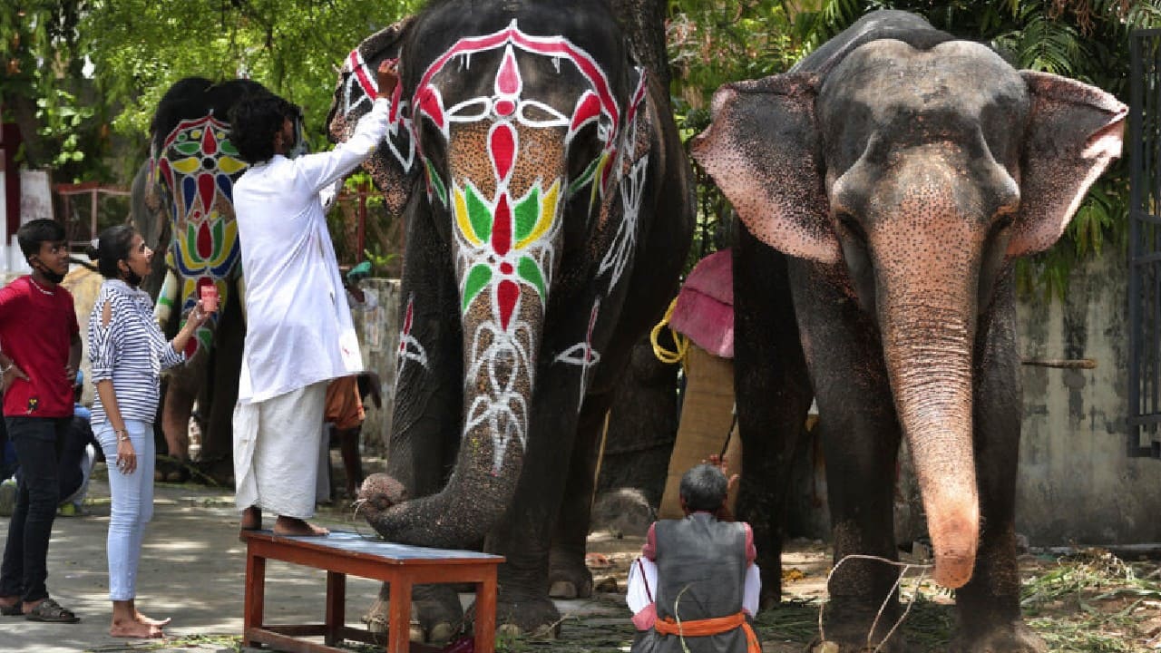 Mahaout paints decorative motifs on an elephant on the eve of the annual chariot procession of Hindu deity Jagannath, in Ahmedabad. (Image: AP) Mahaout paints decorative motifs on an elephant on the eve of the annual chariot procession of Hindu deity Jagannath, in Ahmedabad. (Image: AP)
