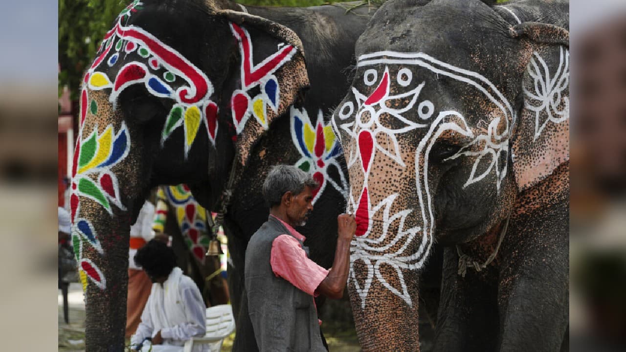 An Indian man paints decorative motifs on an elephant on the eve of the annual chariot procession of Hindu deity Jagannath, in Ahmedabad, India, Monday, June 22. An Indian man paints decorative motifs on an elephant on the eve of the annual chariot procession of Hindu deity Jagannath, in Ahmedabad, India, Monday, June 22.
