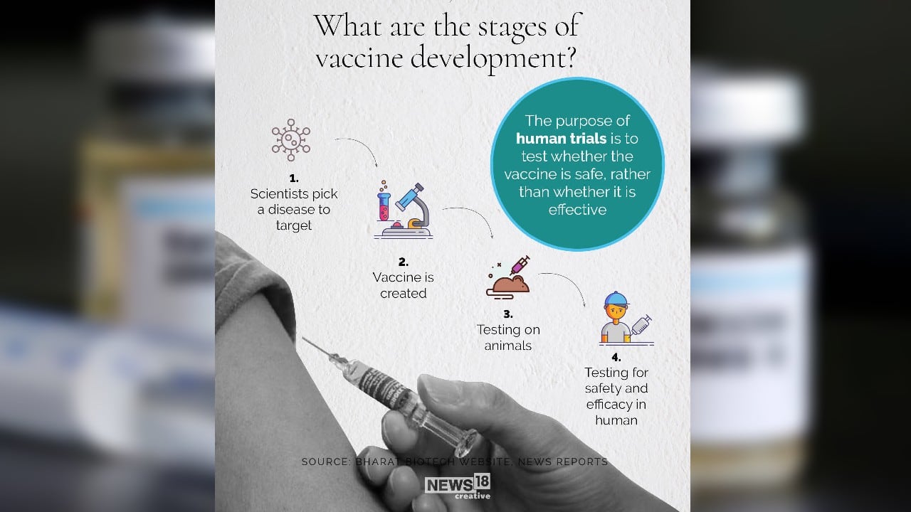 What are the stages of vaccine development? (Image: News18 Creative)