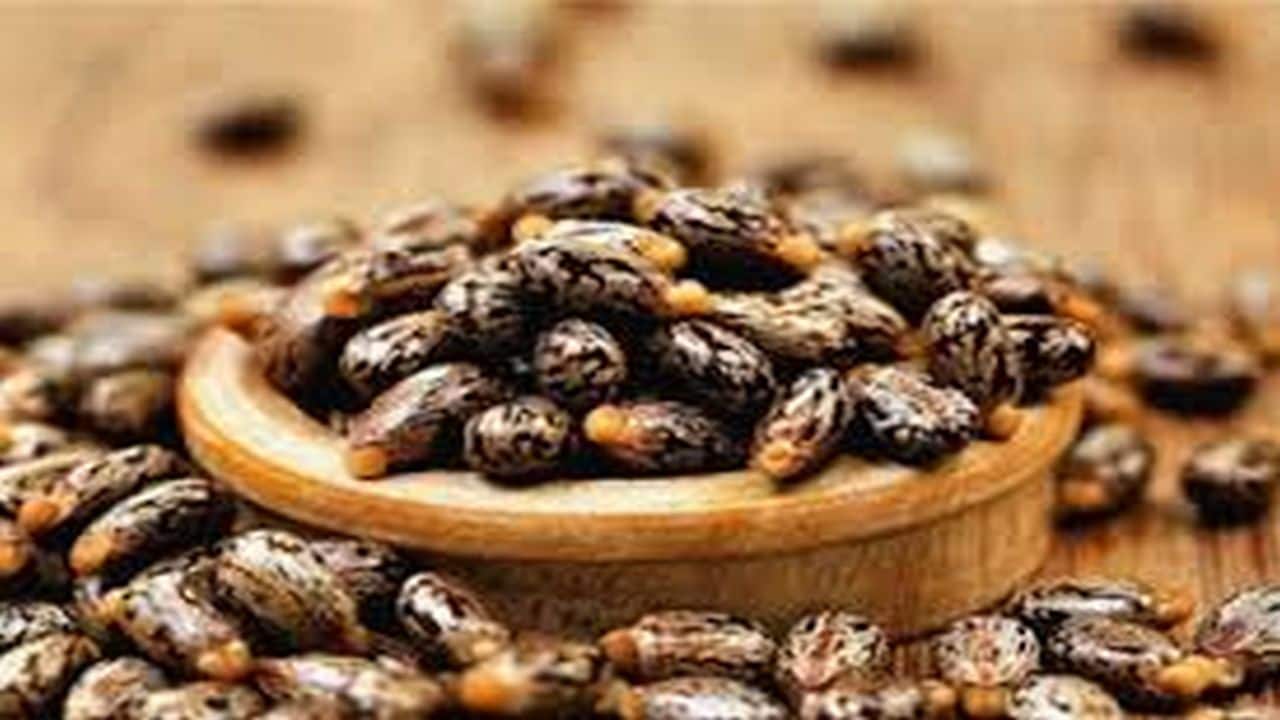 Castor oil exports rise to four-year high on Chinese buying