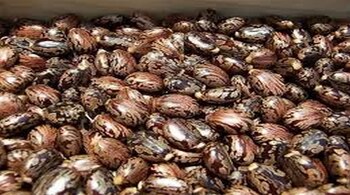 Rajgor Castor Derivatives IPO