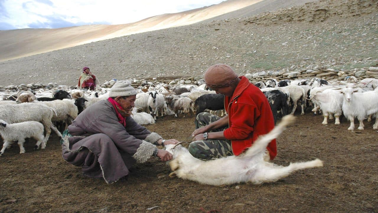 India-China Himalayan standoff deadly for cashmere herds