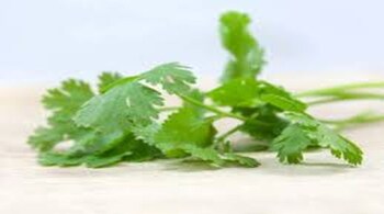 Coriander1