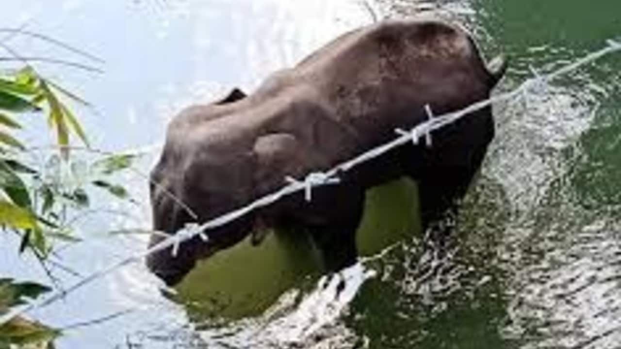Kerala elephant death: Initial probe shows death may have been an accident, not act of mischief Kerala elephant death: Initial probe shows death may have been an accident, not act of mischief