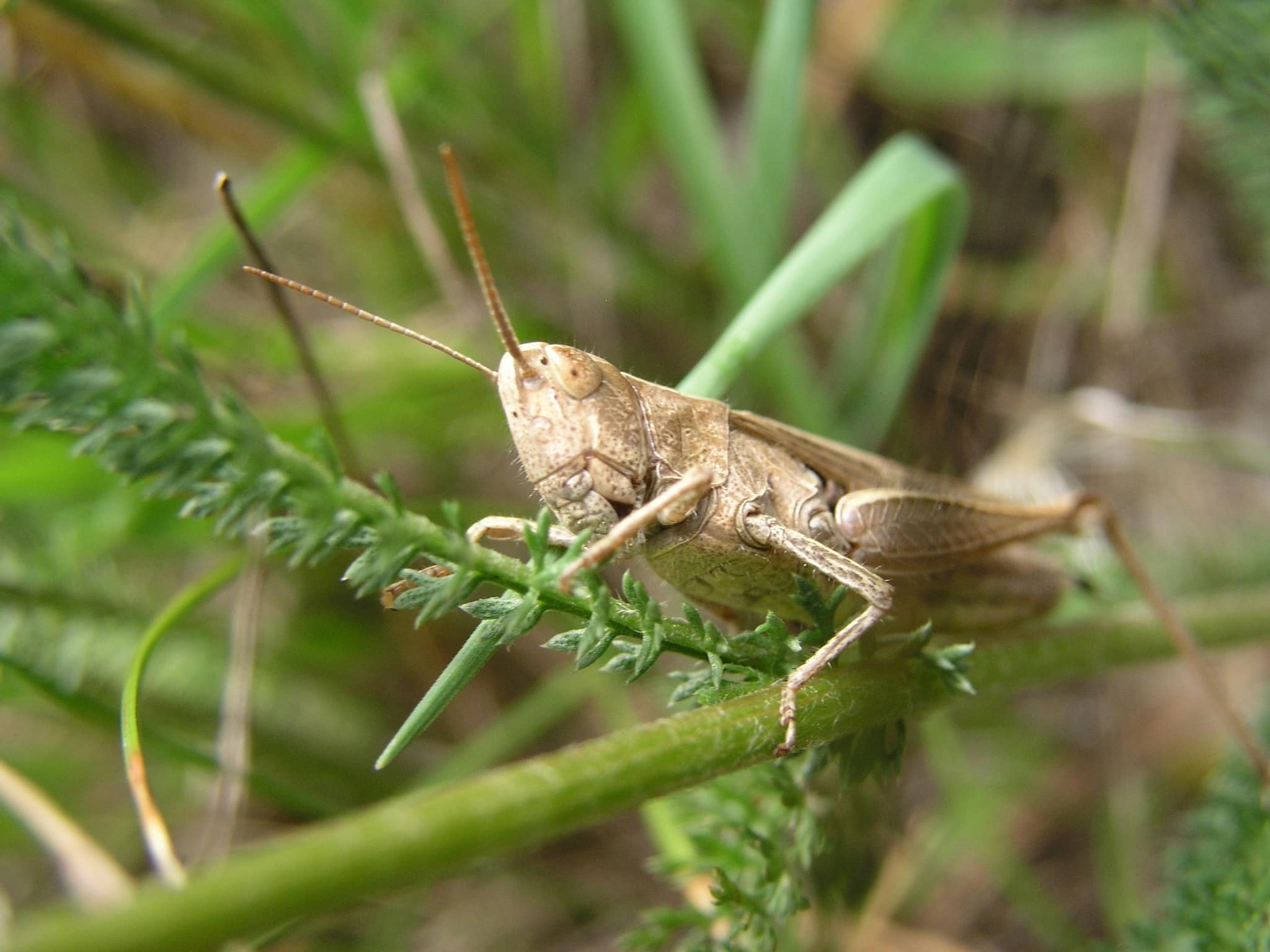 Devil or dinner? Let’s hear it from the locust chef Devil or dinner? Let’s hear it from the locust chef