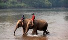 Elephants, long endangered by Thai crowds, reclaim a national park