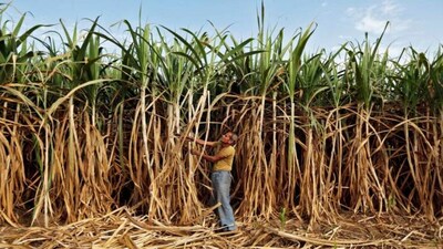 The bitter truth about sugar stocks: Why the ethanol induced rally may not last