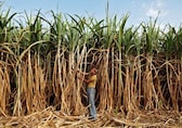 Sugar stocks in a sweet spot, El Nino arrival sparks shortage fears