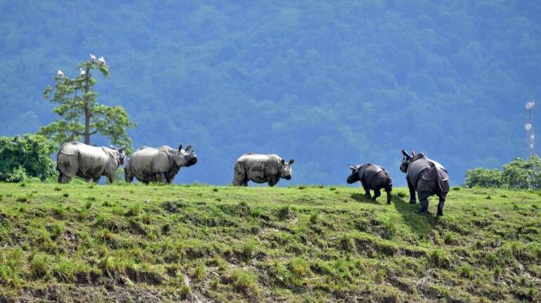 Fragmented Kaziranga corridors lead to unusual concentration of animals Fragmented Kaziranga corridors lead to unusual concentration of animals