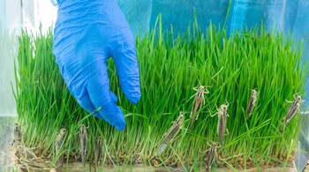 The world’s first commercial grasshopper farm is a 2.5 hour drive north of Jerusalem.