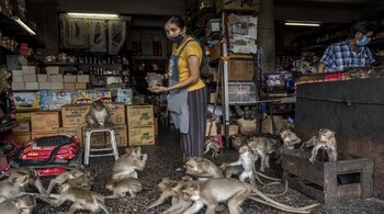 Monkeys throng inside a general store in Lopburi, Thailand, where packs of Crab-eating macaques have transformed from tourist draw to serious nuisance, June 29, 2020. The coronavirus pandemic has left the growing population of 8,400 or more monkeys without their usual source of food -- treats from friendly tourists. (Adam Dean/The New York Times)