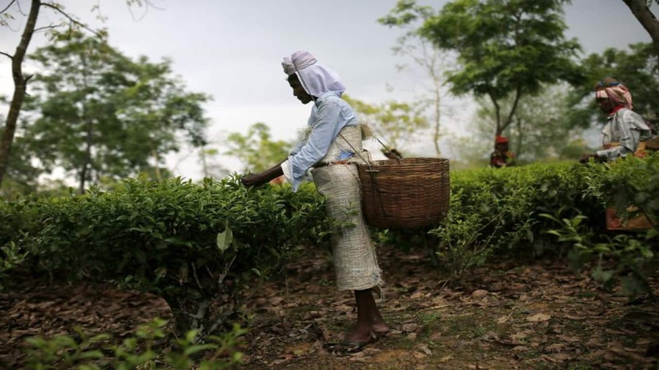 Jay Shree Tea and Industries | Company entered into a definitive agreement for sale of 2 of its tea estate in Darreeling, West Bengal.