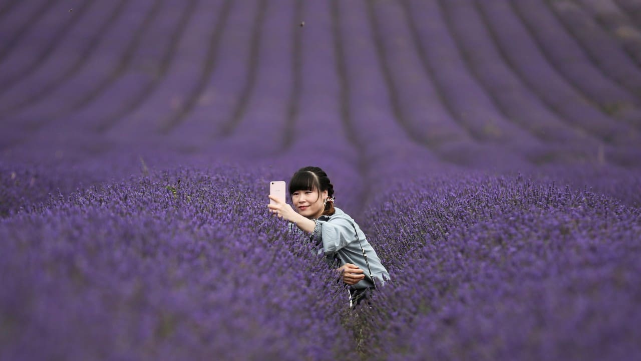 Visitors line up the perfect picture of purple at Hitchin Lavender farm in Ickleford, Britain. A woman takes a selfie in a lavender field at Hitchin Lavender farm in Ickleford, Britain, August 4. (Image: Reuters)