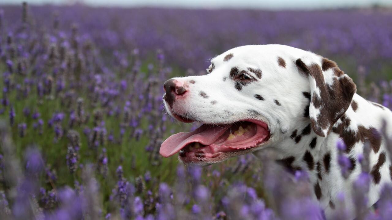 A Dalmatian is seen in a lavender field at Hitchin Lavender farm in Ickleford, Britain, August 4. (Image: Reuters)
