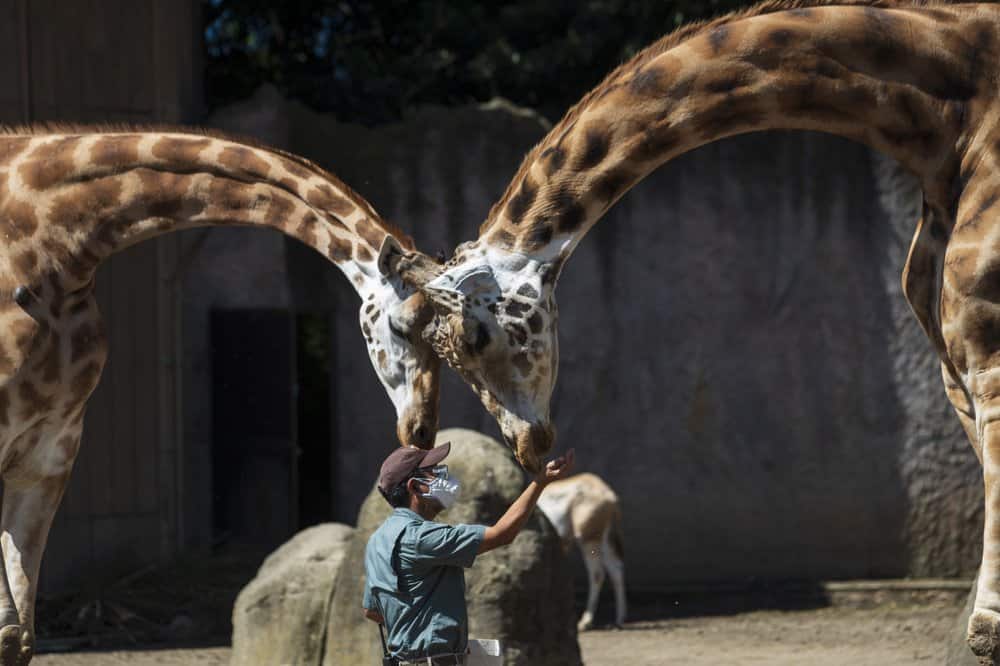 A zookeeper feeds a giraffe during a media tour of La Aurora Zoo, Guatemala City, as it reopens on August 25. (Image: AP Photo/Moises Castillo)