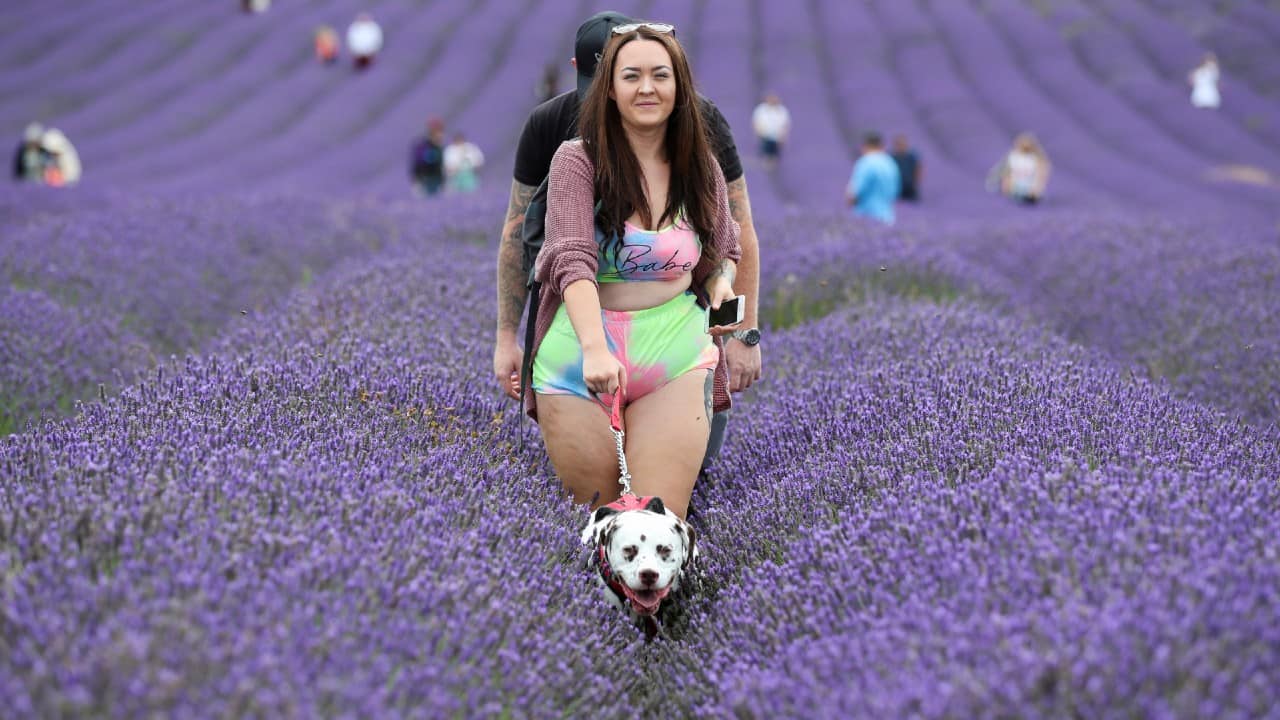 People with a dog walk in a lavender field at Hitchin Lavender farm in Ickleford, Britain, August 4. (Image: Reuters)