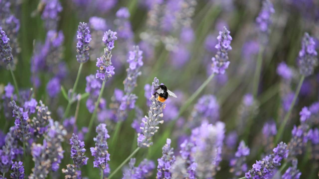 A red-tailed black bumblebee collects nectar from lavender blossoms at Hitchin Lavender farm in Ickleford, Britain, August 4. (Image: Reuters)