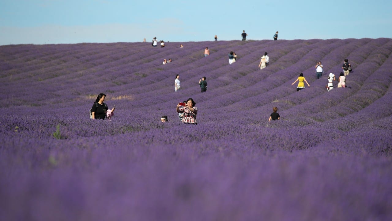 People take photos at Hitchin Lavender farm in Ickleford, Britain, August 4. (Image: Reuters)
