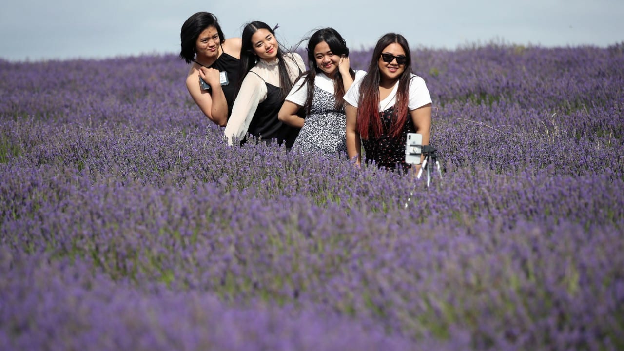 Women pose for a photo in a lavender field at Hitchin Lavender farm in Ickleford, Britain, August 4. (Image: Reuters)