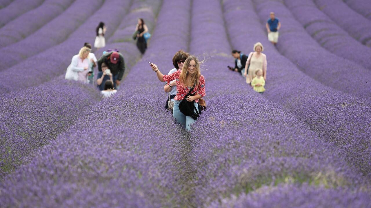 People walk at Hitchin Lavender farm in Ickleford, Britain, August 4. (Image: Reuters)