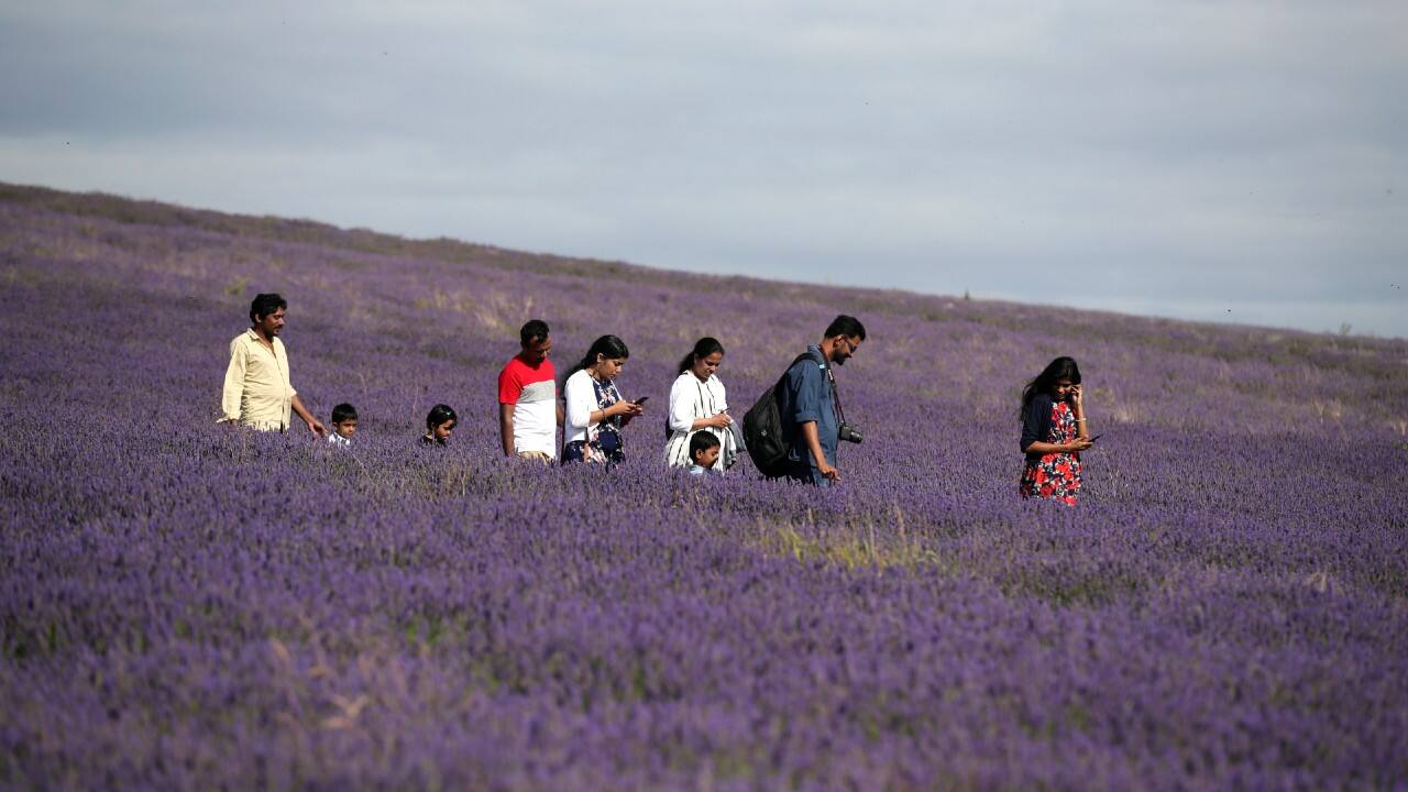 People walk at Hitchin Lavender farm in Ickleford, Britain, August 4. (Image: Reuters)