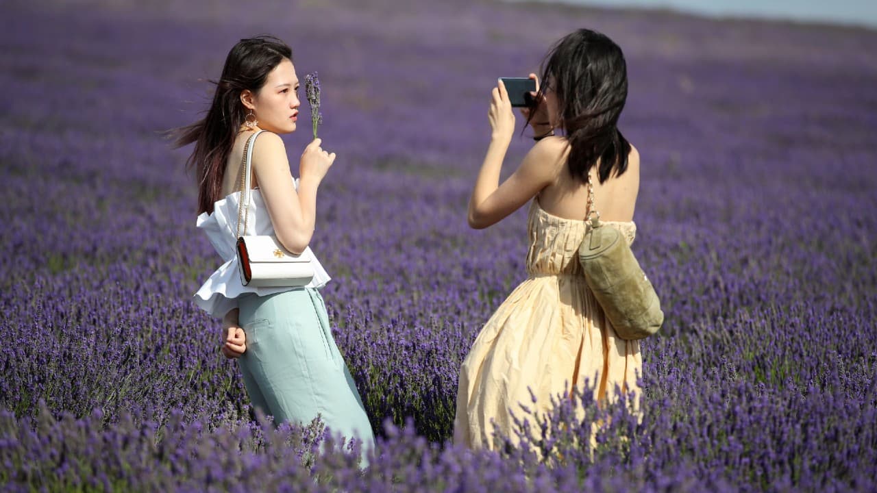 A woman poses for a photo at Hitchin Lavender farm in Ickleford, Britain, August 4. (Image: Reuters)