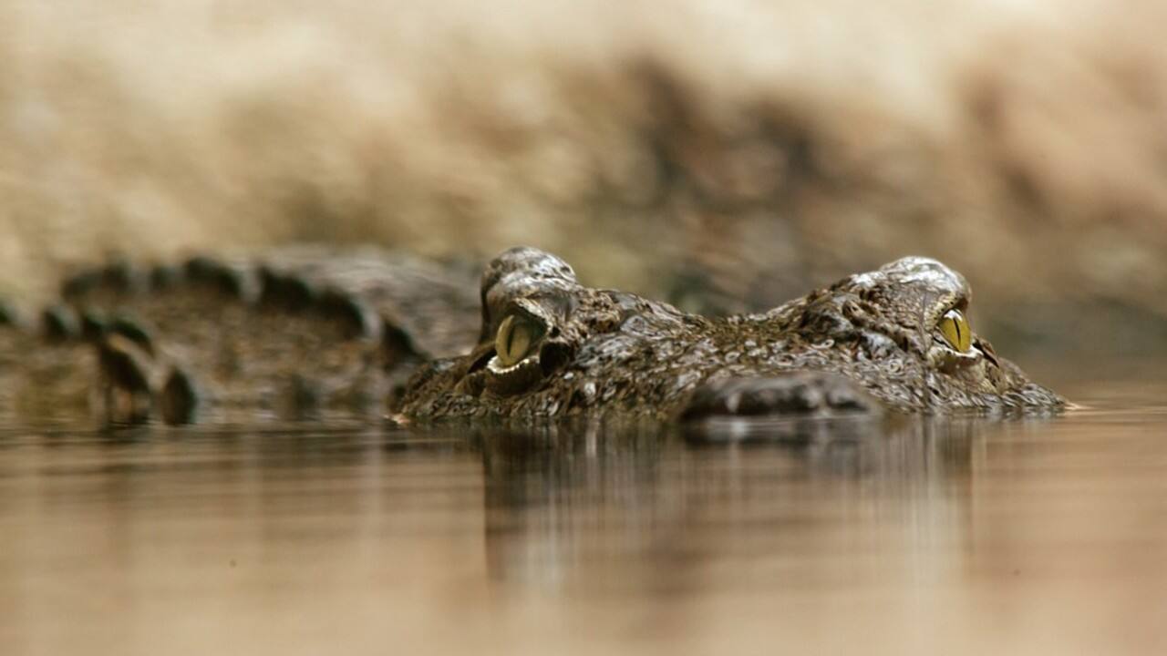 Costa Rican footballer killed in horrific crocodile attack after jumping into river