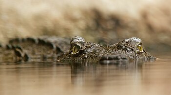 crocodile