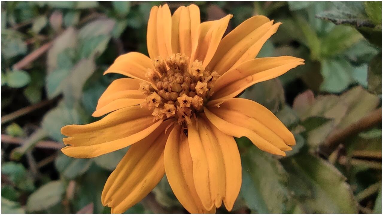 Macro mode shot on Poco X2. Macro mode shot on Poco X2.