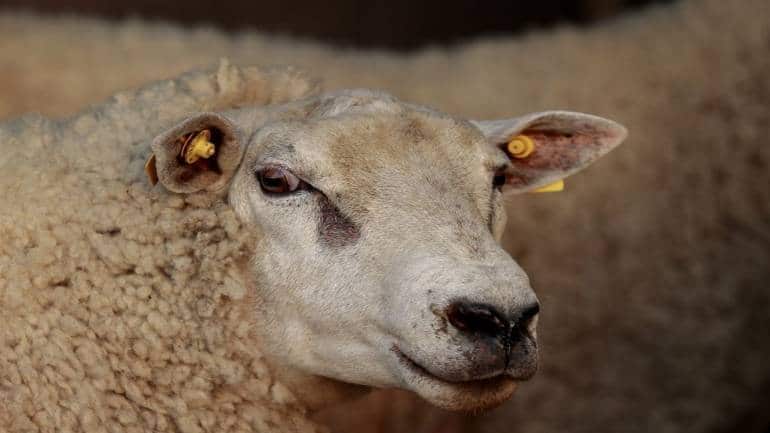 World’s most expensive sheep Double Diamond sells for Rs 3.5 crore