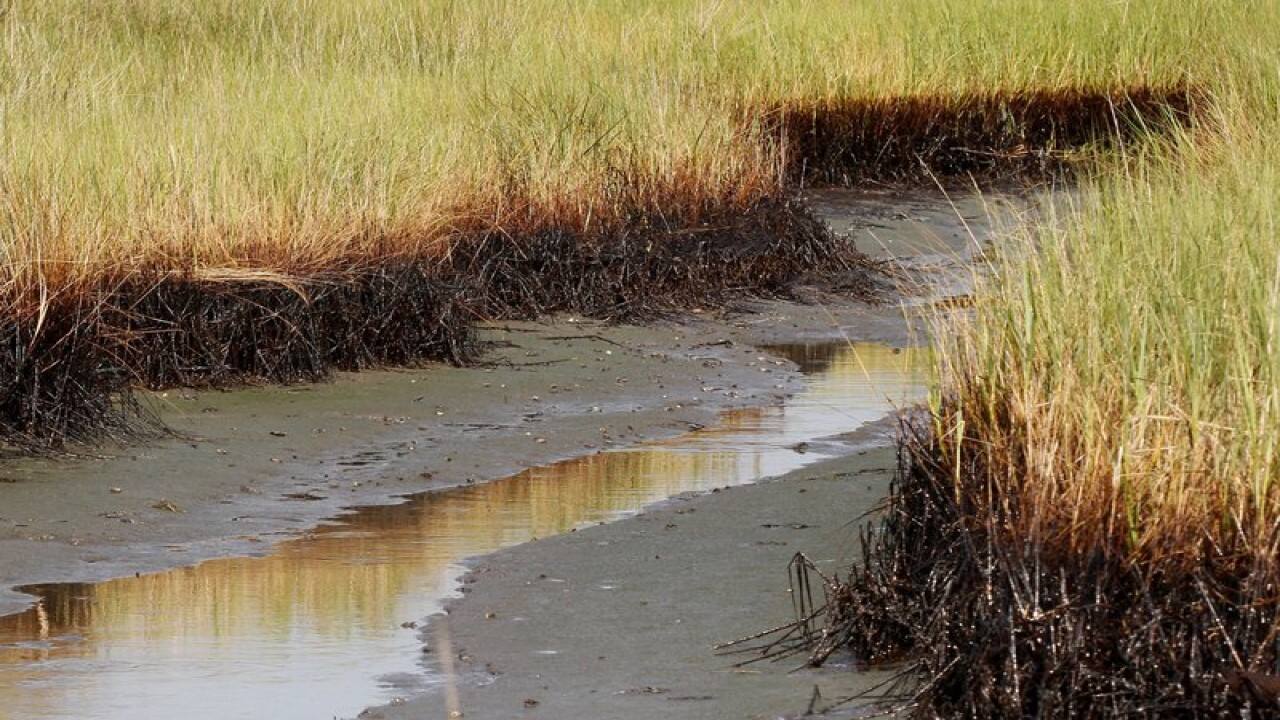 $215 million in BP oil spill money to restore Louisiana marshes