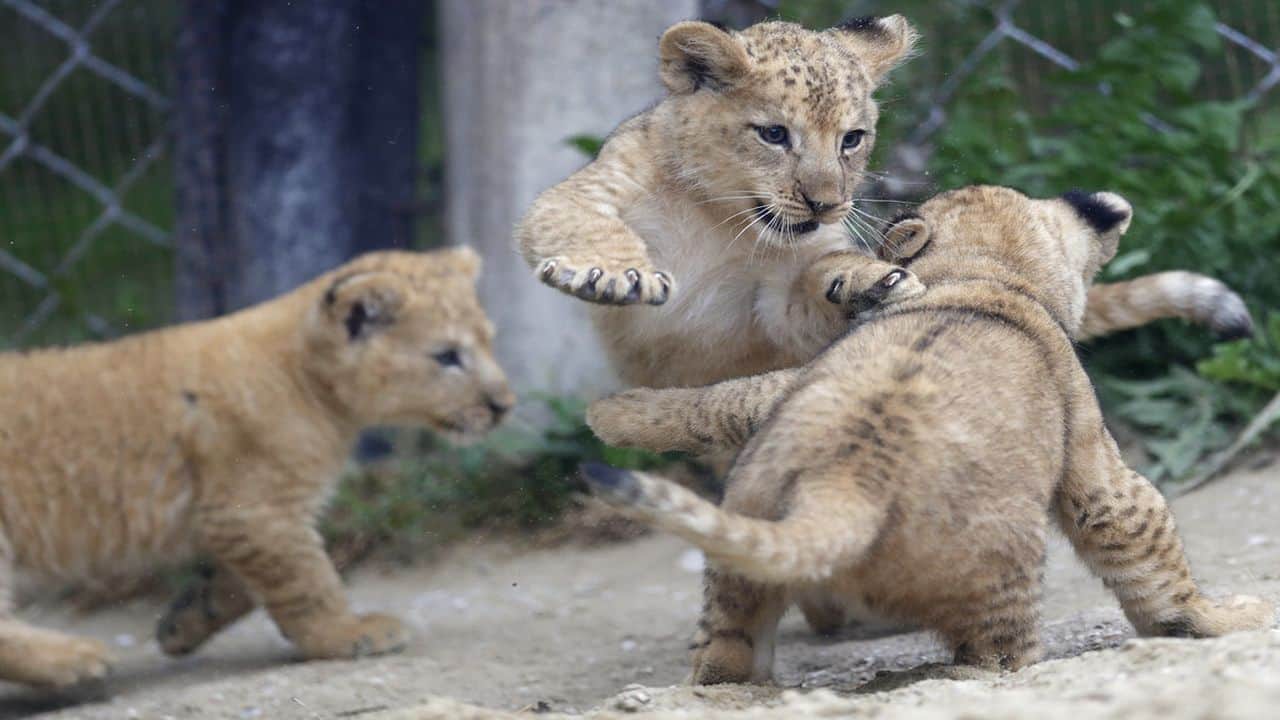 3 rare Barbary lion cubs born in Czech zoo park 3 rare Barbary lion cubs born in Czech zoo park