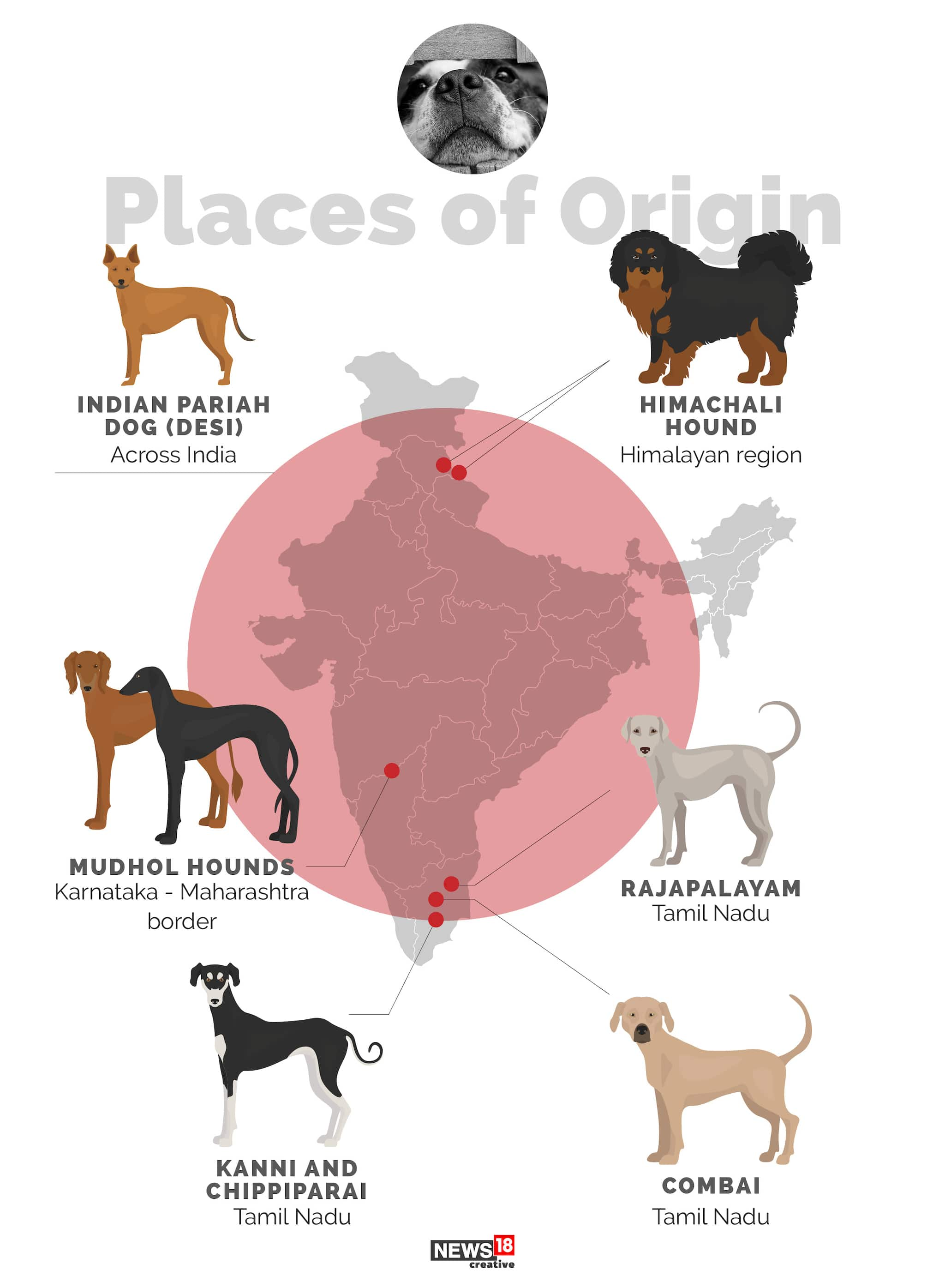 In Pics Dogs In India A Look At Some Of The Lesser Known Indian Breeds