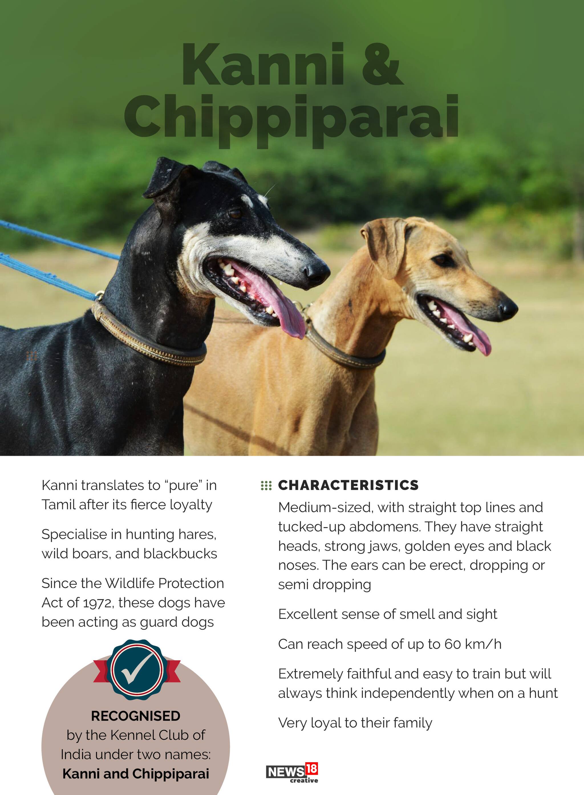 Kanni Puppies