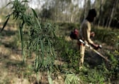 Cannabis plant without flowering or fruiting tops can't be considered 'ganja': Bombay HC